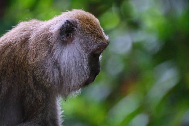 istock Closeup side view of a monkey on a blurred background 1446836411