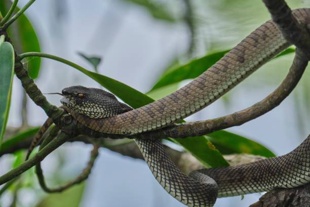 istock Closeup shot of a Viper Mangrove head on a tree branches 1446836499