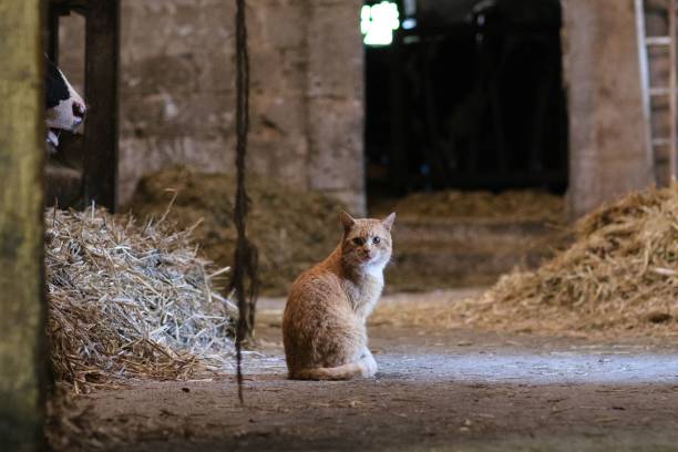 istock View of the cat sitting on the ground 1446837102
