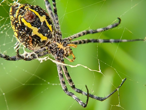 A closeup of a Argiope anasuja spider on its net against a green blurred background