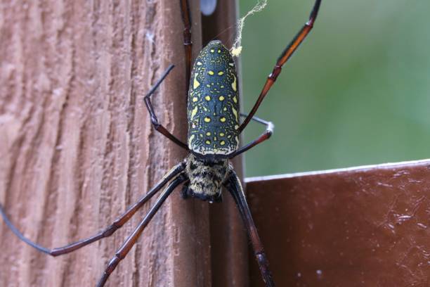 gros plan de nephila antipodiana, également connue sous le nom d’araignée à toile dorée batik. - antipodiana photos et images de collection