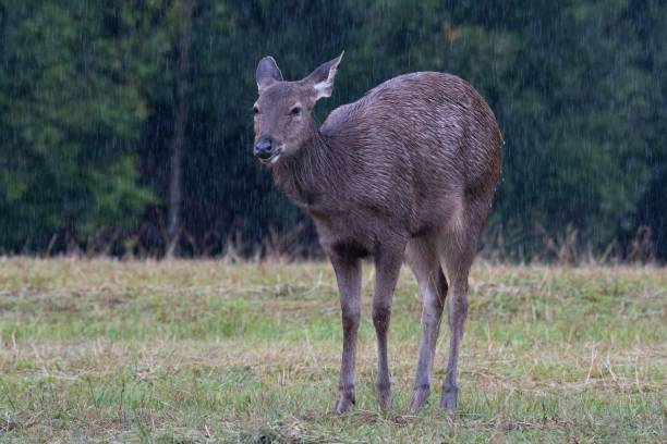 istock Sambar Deer, Rusa unicolor, KThailand 1446837592
