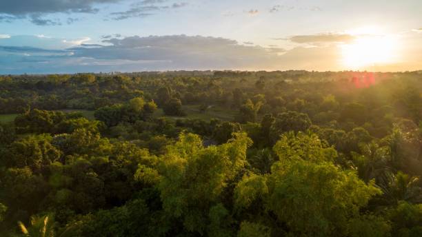 istock Scenic sunny landscape displaying the top of trees in a dense forest 1446837773