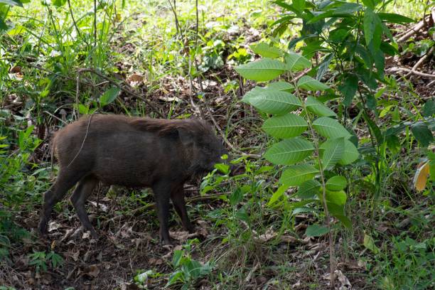 istock Wild Boar, Sus Scrofa, Thailand. 1446837874