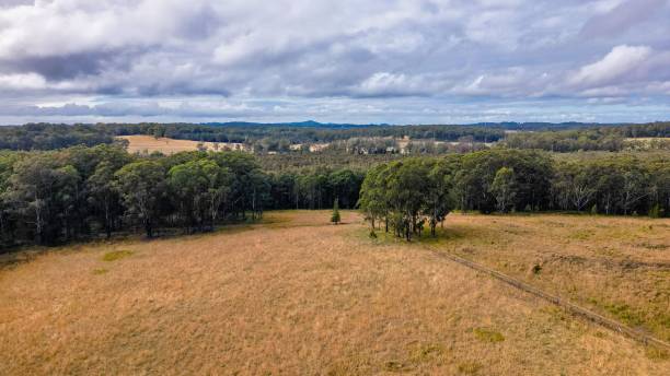 istock Rural landscape with a dense forest under a blue sky with fluffy clouds 1446837902