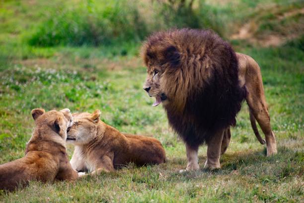 560+ Barbary Lion Stock Photos, Pictures & Royalty-Free Images - iStock