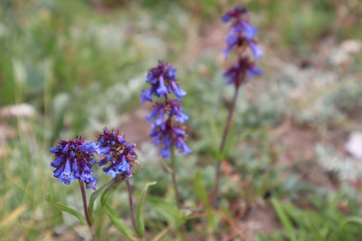 A selective focus closeup of littleflower penstemon (Penstemon procerus) in a field