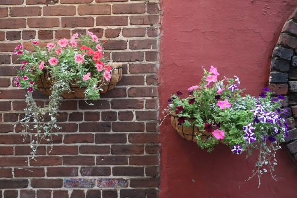 istock Potted flowers hanging in a textured colorful wall 1446838761