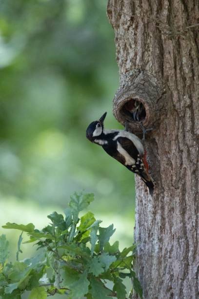 istock Closeup shot of a Great spotted woodpecker perched on a tree 1446838819