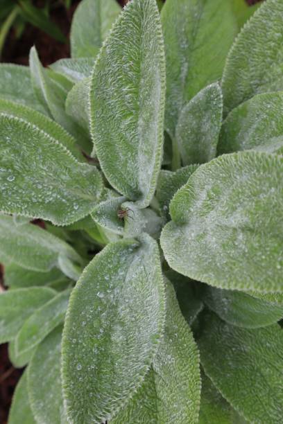 istock Vertical top closeup of a lamb's ear leaves (Stachys byzantina) with waterdrops on them 1446838848