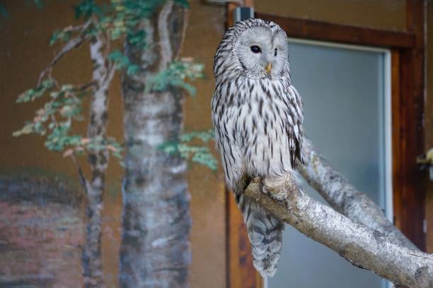 istock Beautiful wood owl perched on a tree near a house 1446838900