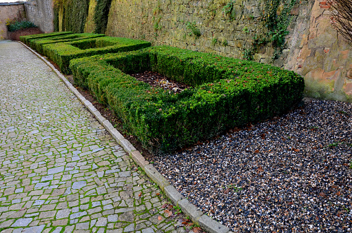 cut squares of flowerbed edging in a historic garden made of boxwood hedges. courtyard of the castle along the cobblestone path row of squares frozen ice, snowing  evergreen topiary, snow, winter, broideries, taxus baccata, buxus sempervirens, pebble mulch, labyrinth, trimmed, parterre