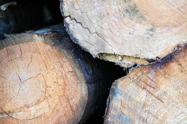 istock Closeup of an unprocessed woods from the tree. 1446839180
