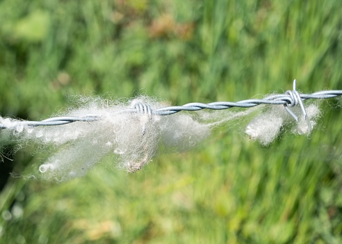 A close-up shot of a sheep's wool snagged on barbed wire