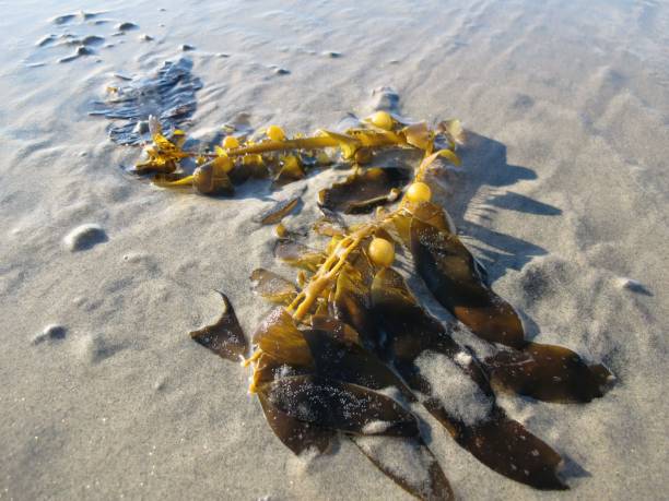 istock Sea weed on the seashore 1446839629