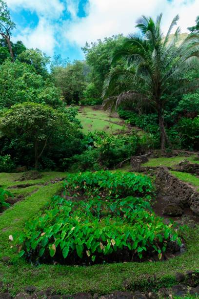 istock Vertical shot of a lush greenery under the blue sky 1446839892