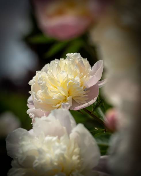 istock Closeup of blooming white peony isolated in blurred background 1446839989