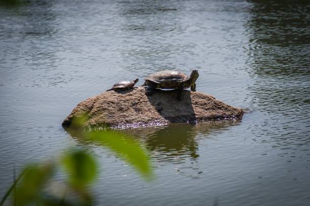 istock Selective focus shot of turtles on rock 1446840532