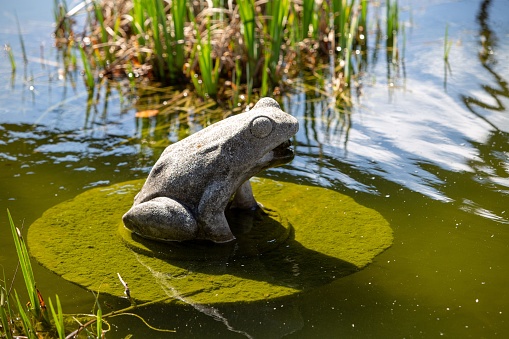 A closeup of a small statue of a frog in the swamp