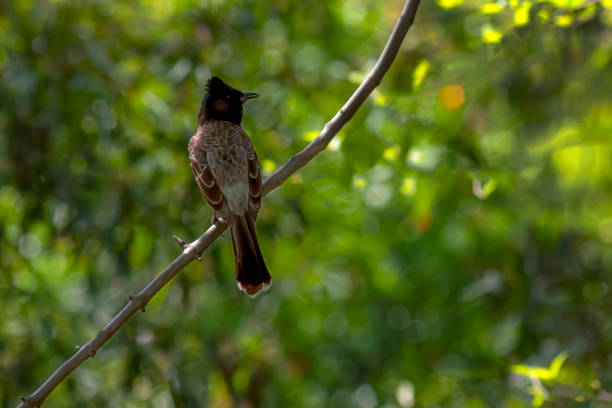 istock wildlife bird in blur green natural  background, 1446841475
