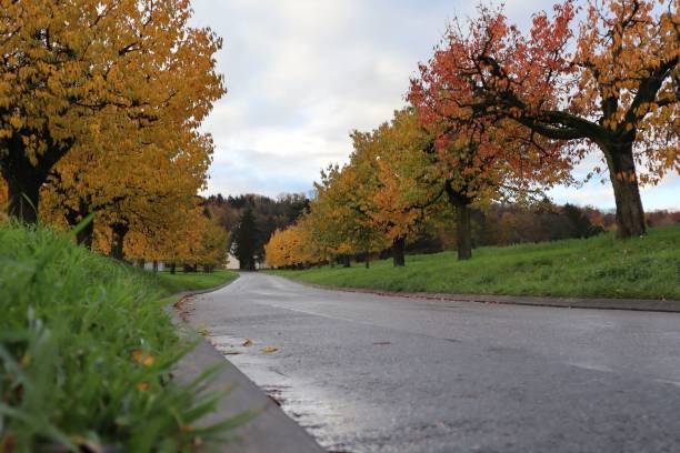 istock wet road uphill in a cloudy autumn day 1446841583