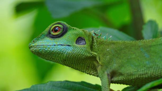istock Closeup of a green crested lizard (Bronchocela cristatella) 1446841636