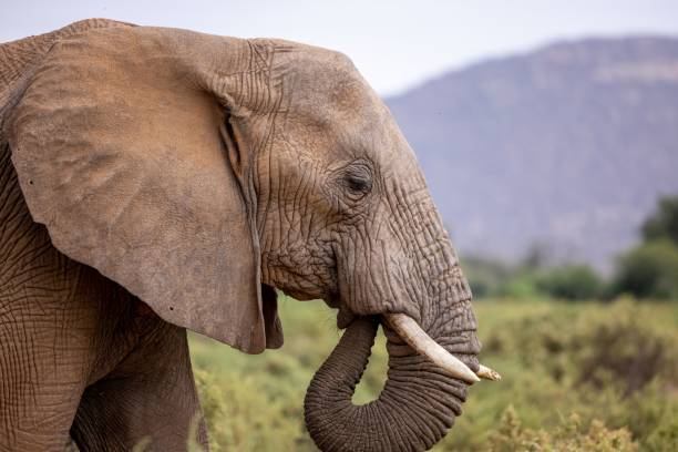 istock Closeup of a beautiful elephant in a field 1446841669