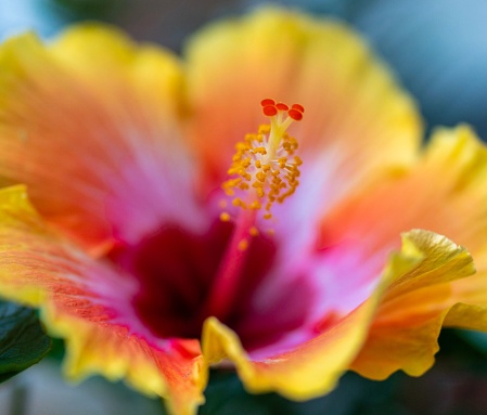 A macro shot of a yellow hibiscus flower against a blurry background