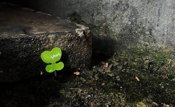 istock Beautiful lonely clover growing on a mossy ground 1446841983