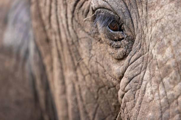 istock Closeup of a beautiful elephant eye 1446842080