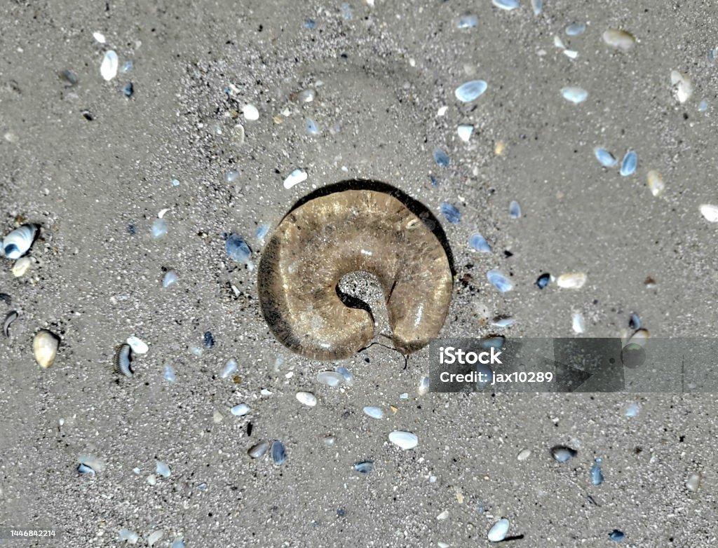 Egg Sac Of A Conical Or Moon Snail Stock Photo Download Image Now
