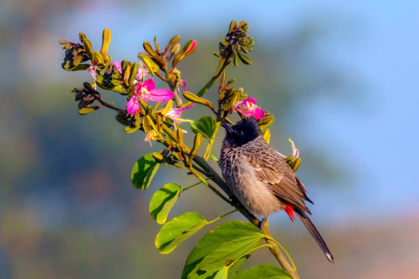 istock wildlife bird in blur green natural  background, 1446842559