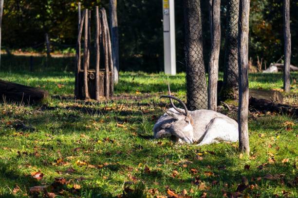 The addax antelope laying in the green field