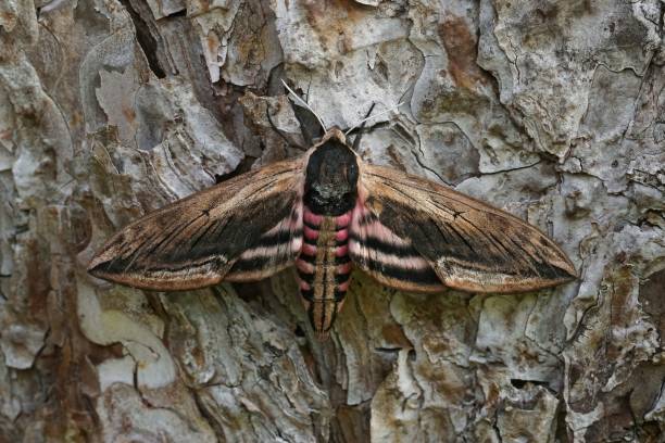istock Closeup on the large Privet hawk-moth ,Sphinx pinastri sitting with open wings on a pine tree 1446842587