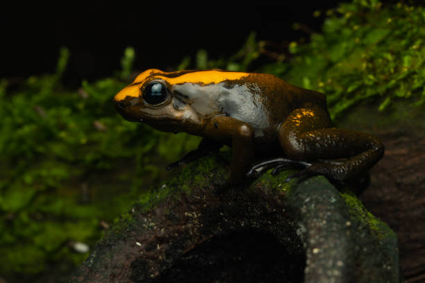 istock Golden poison frog 1446842687
