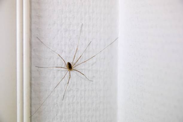 A closeup shot of a Pholcus phalangioides on a white wall
