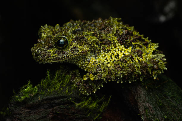 вьетнамская мховая лягушка - camouflage animal frog tree frog стоковые фото и изображения