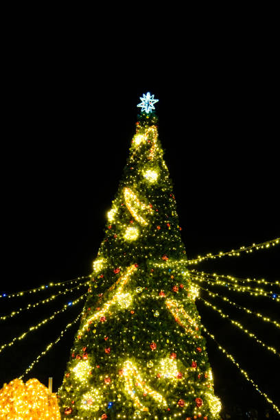 istock Illuminated christmas tree at night outside, christmas decoration 1446843305