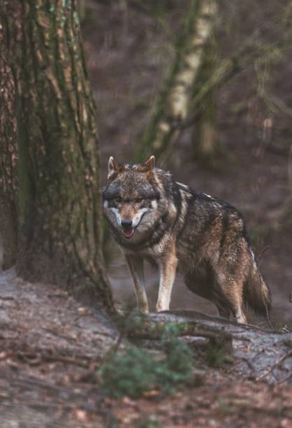 istock Vertical shot of wolf standing and looking at camera near tree in forest 1446843433