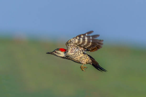 istock beautiful pictures of black rumped flameback 1446843446