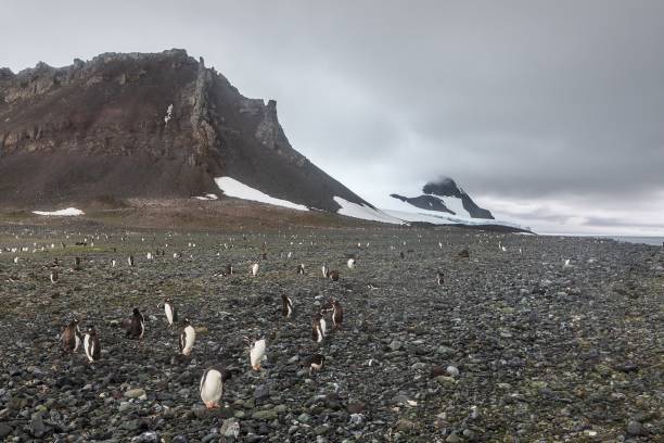 istock Penguins on a rocky beach 1446843489