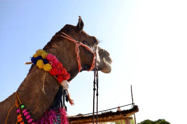 istock A closeup portrait of camel 1446844372