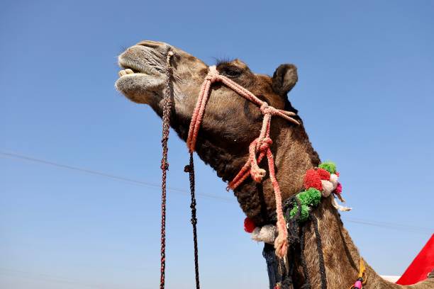 istock A closeup portrait of camel 1446844376
