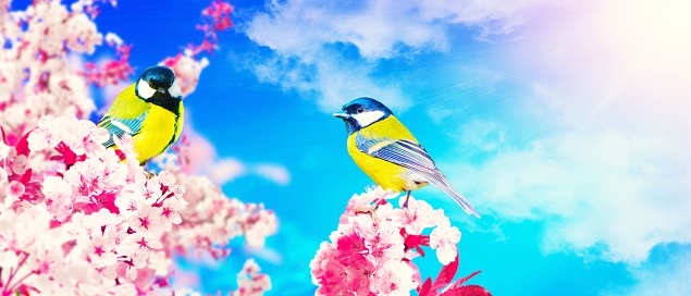 The adorable Great tits perched on cherry blossoms on blue cloudy sky background