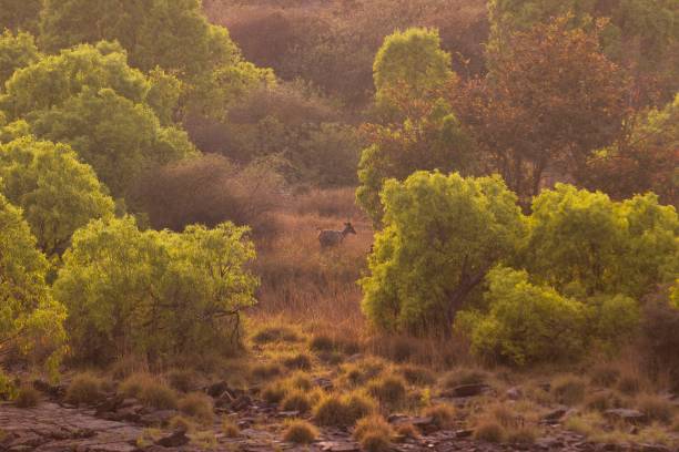 istock Deer walking surrounded by foliage in a dense forest 1446844732