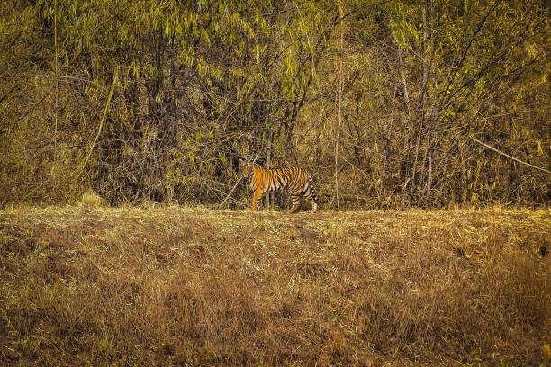 Tiger prowling on grasses in a forest A tiger prowling on grasses in a forest feirce stock pictures, royalty-free photos & images