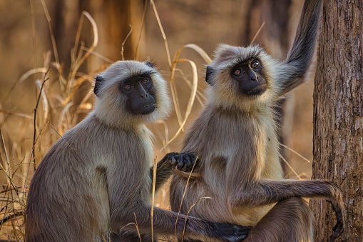 A closeup of a couple of Gray Langur monkeys sitting on the side of a tree