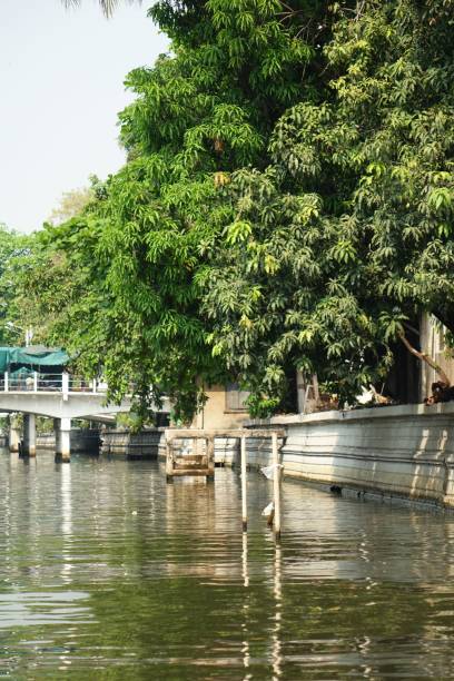 istock Bridge over a river in Bangkok, Thailand 1446844903