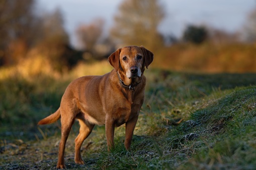 An elderly rose coloured Labrador dog stares pleasantly at the camera whilst standing on a wintery bank at Ely, UK.