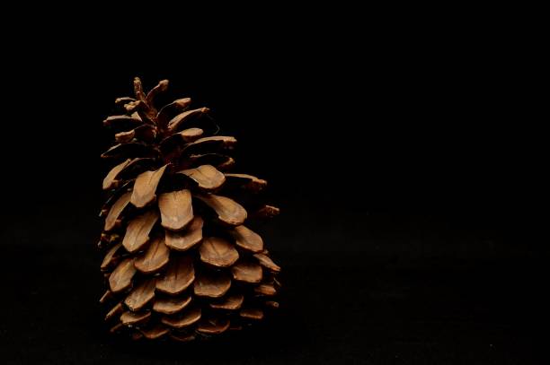 istock Brown conifer cone isolated on black background 1446844987